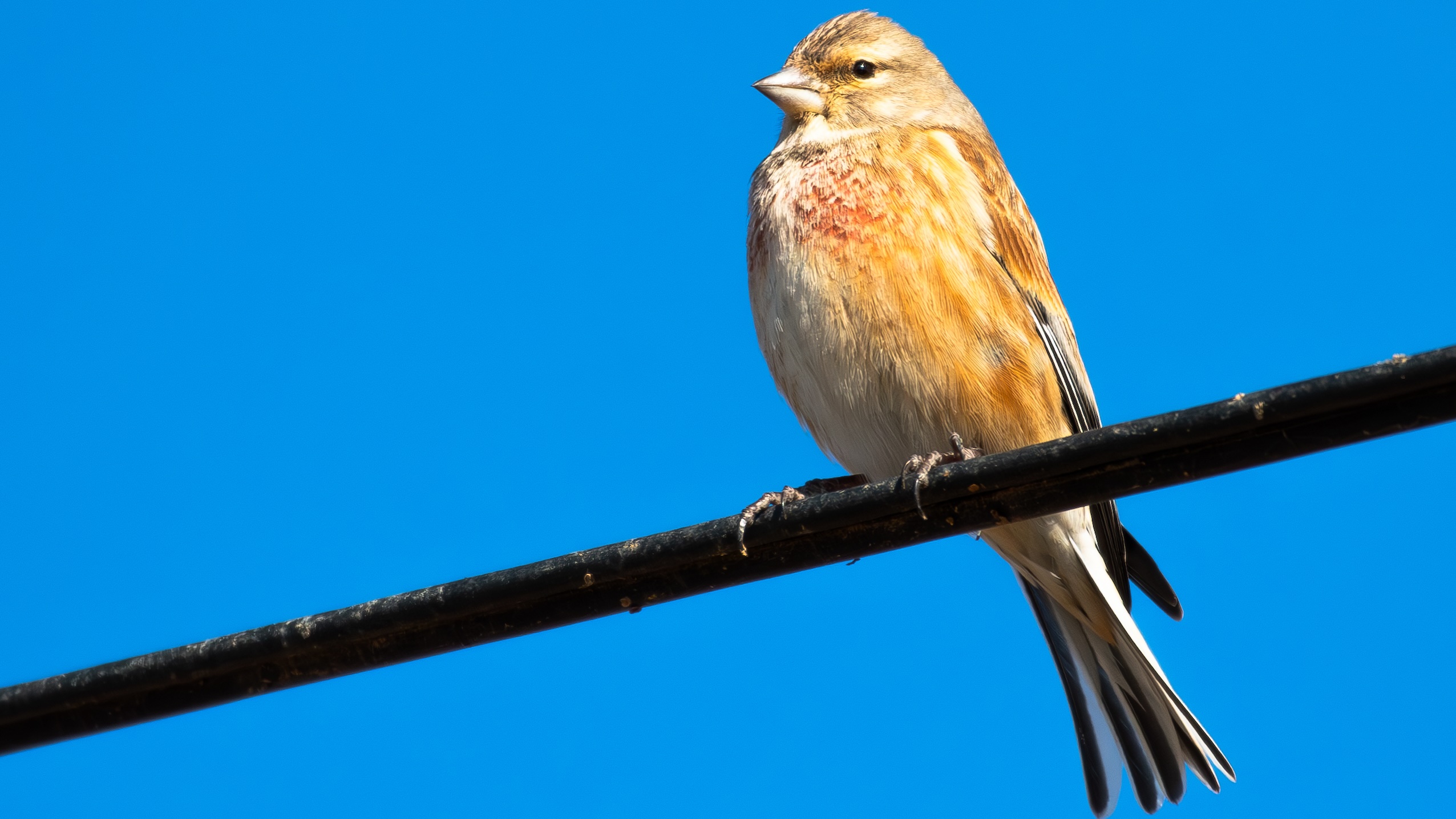 Eurasian Linnet